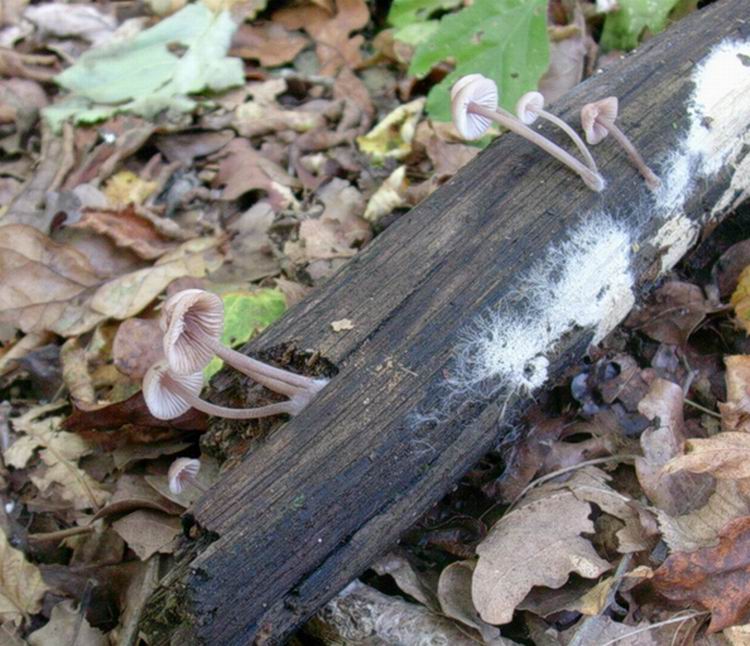 820 Ottobre vecchio ritrovamento